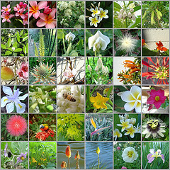 flower collage